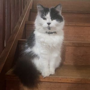 Meet your Posher, Sophie